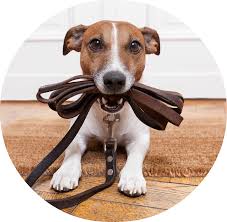 What To Expect After Shipping Your Dog blog: dog holding leash in mouth